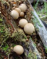 Lycoperdon pyriforme image