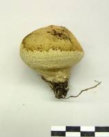 Lycoperdon rimulatum image