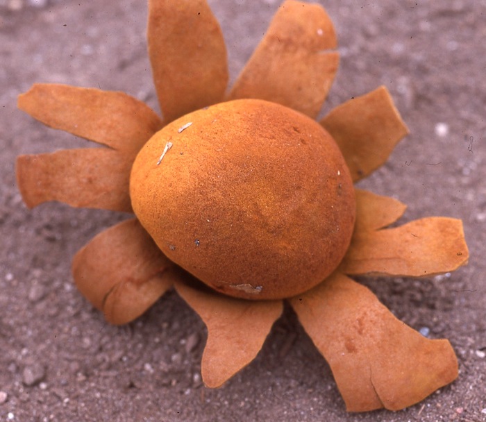 Mycenastrum corium subsp. ferrugineum image