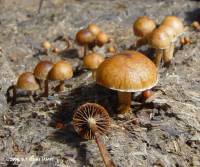 Psilocybe coprophila image