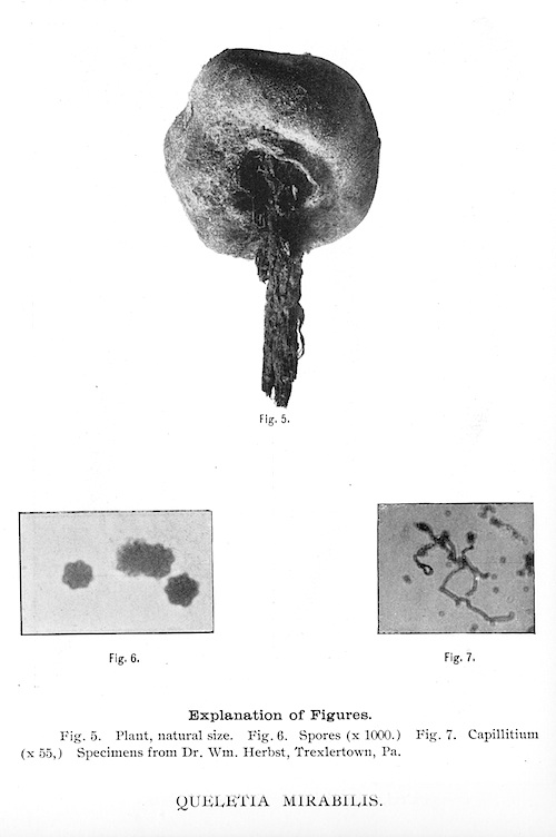 Queletia mirabilis image