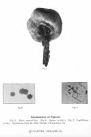 Image of Queletia mirabilis
