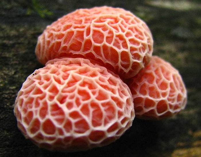 Rhodotus palmatus image