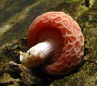 Rhodotus palmatus image