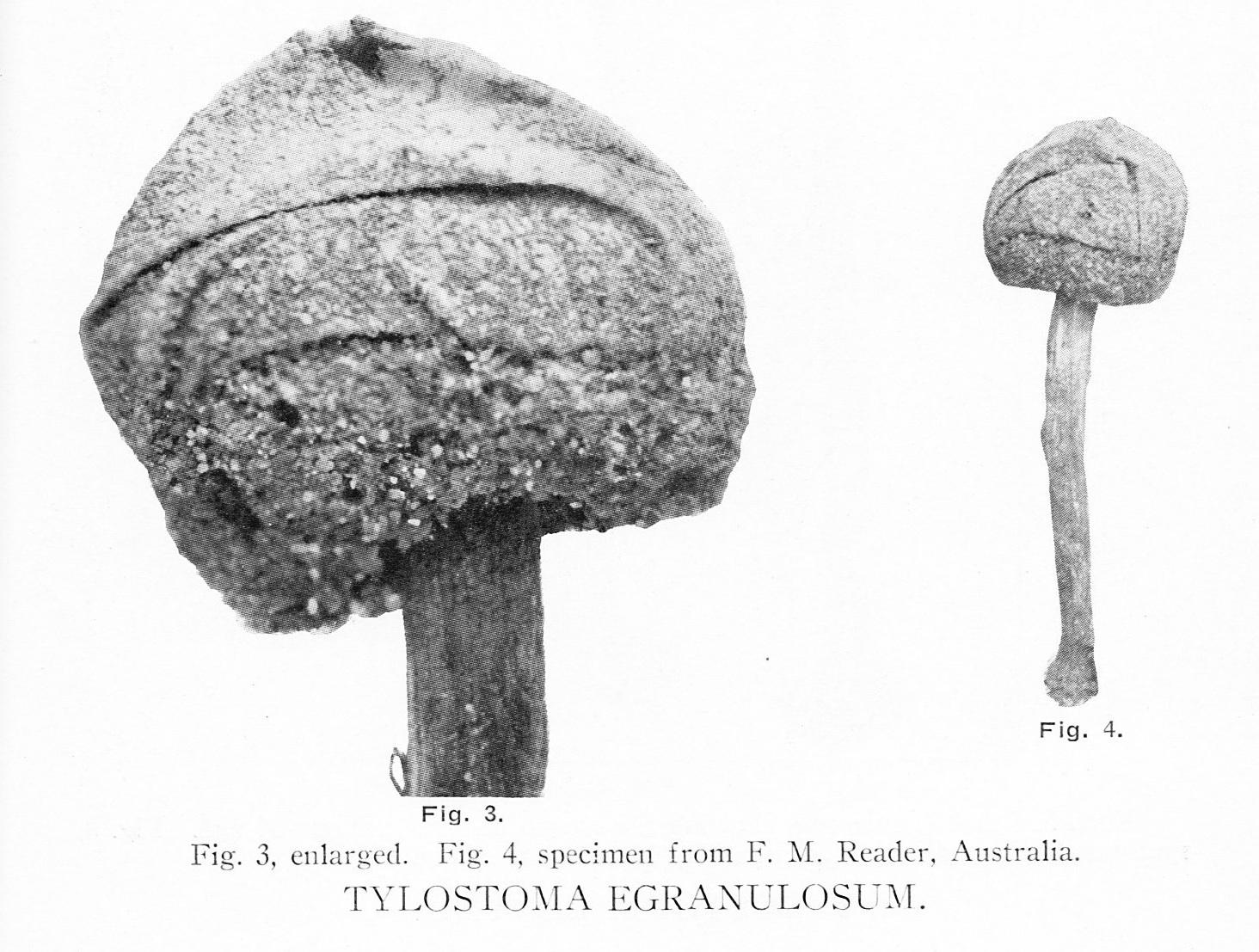 Tulostoma fimbriatum var. egranulosum image