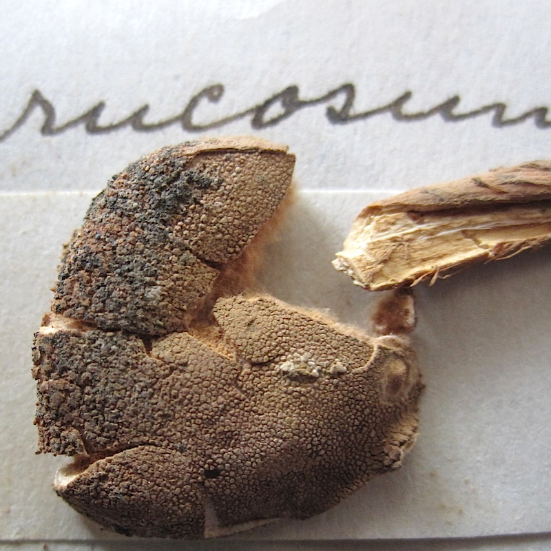 Tulostoma verrucosum image