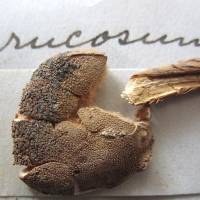 Image of Tulostoma verrucosum