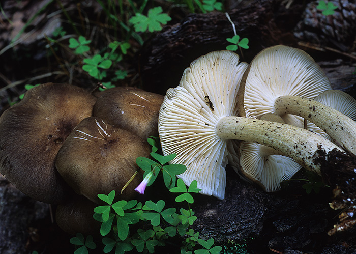 Megacollybia platyphylla image