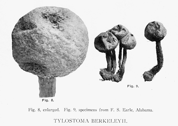 Tulostoma image