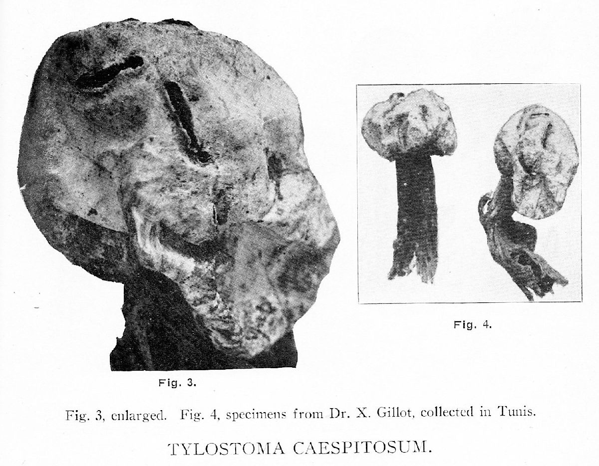 Tulostoma image