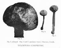 Tulostoma fimbriatum var. campestre image