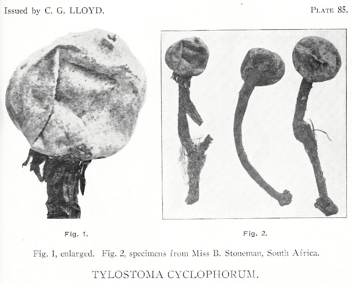 Tulostoma cyclophorum image