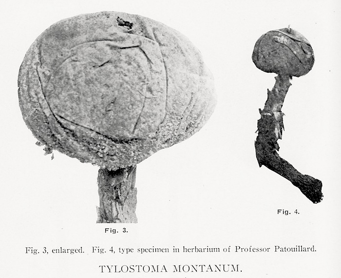 Tulostoma montanum image