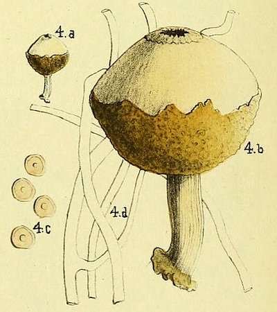 Tulostoma pulchellum image