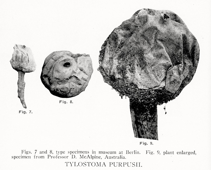 Tulostoma purpusii image