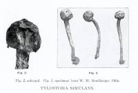 Tulostoma simulans image