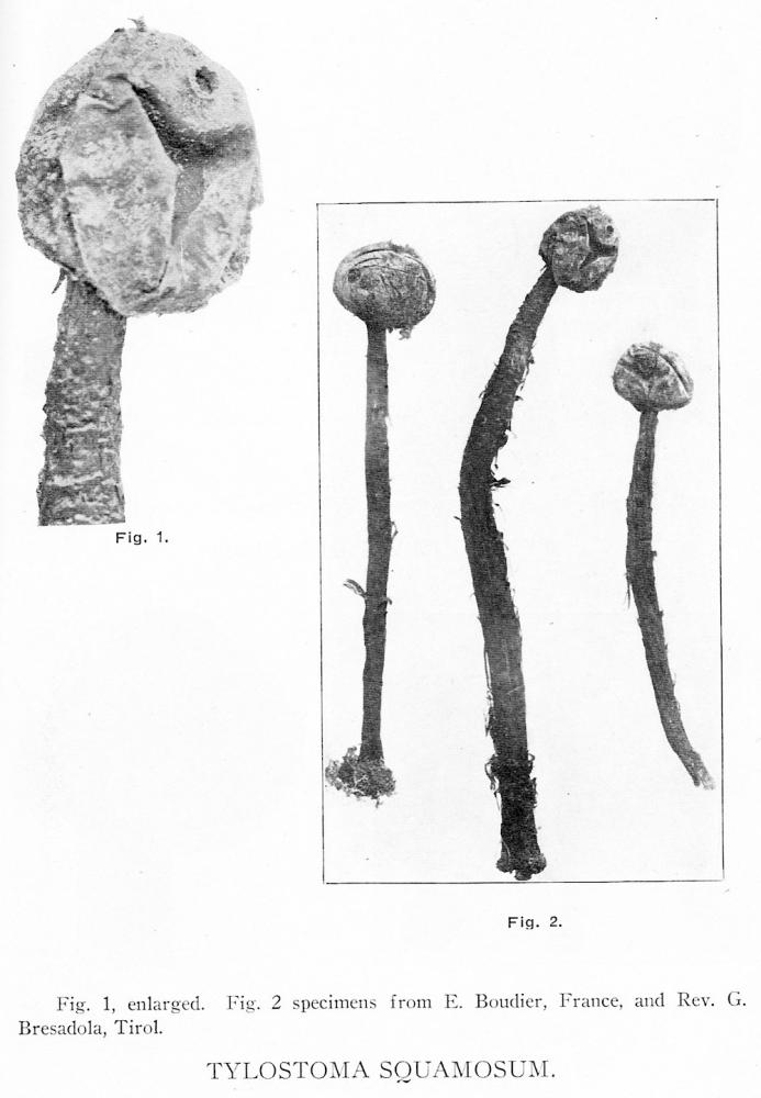 Tulostoma squamosum image