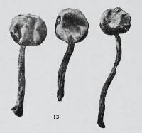 Image of Tulostoma striatum
