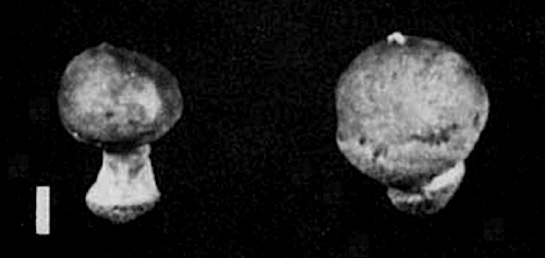 Tulostoma image