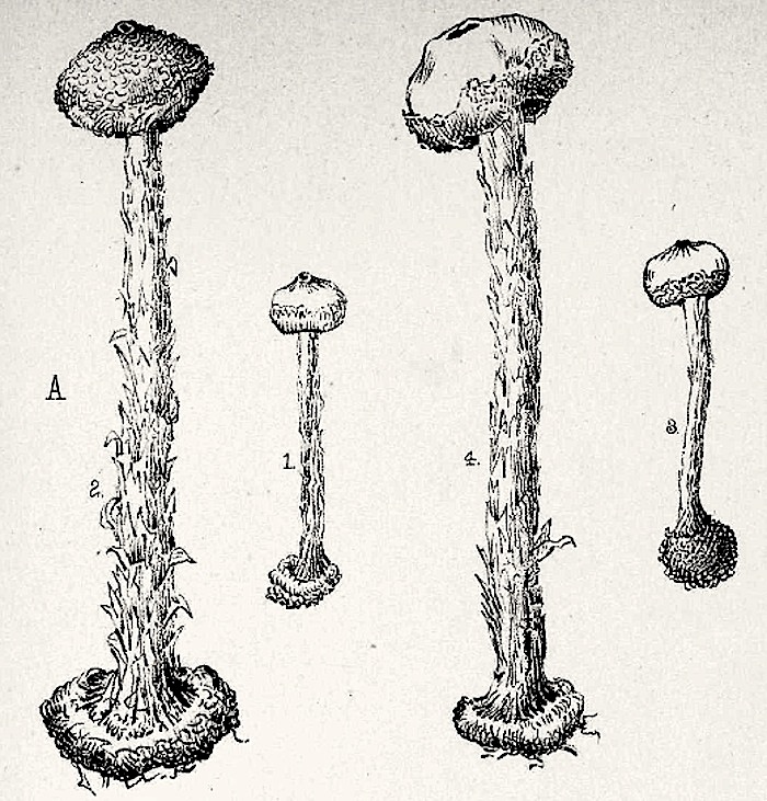 Tulostoma fimbriatum var. campestre image