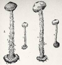 Image of Tulostoma campestre