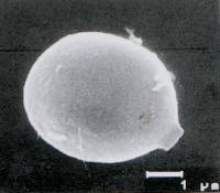 Tulostoma volvulatum image