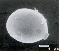 Image of Tulostoma obesum