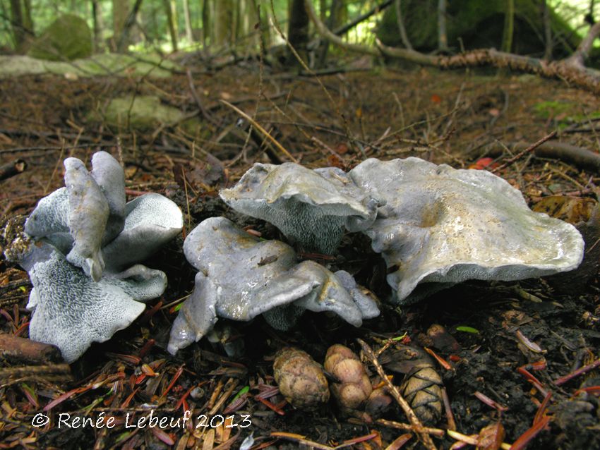 Scutiger caeruleoporus image