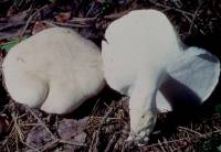 Albatrellus ovinus image