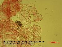 Smithiomyces mexicanus image