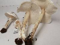 Smithiomyces mexicanus image