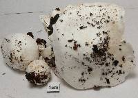 Smithiomyces mexicanus image