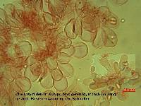 Smithiomyces mexicanus image