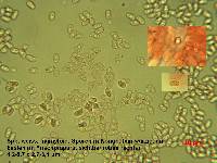 Smithiomyces mexicanus image