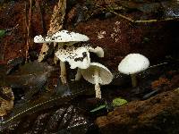 Smithiomyces mexicanus image