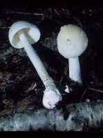 Amanita albocreata image