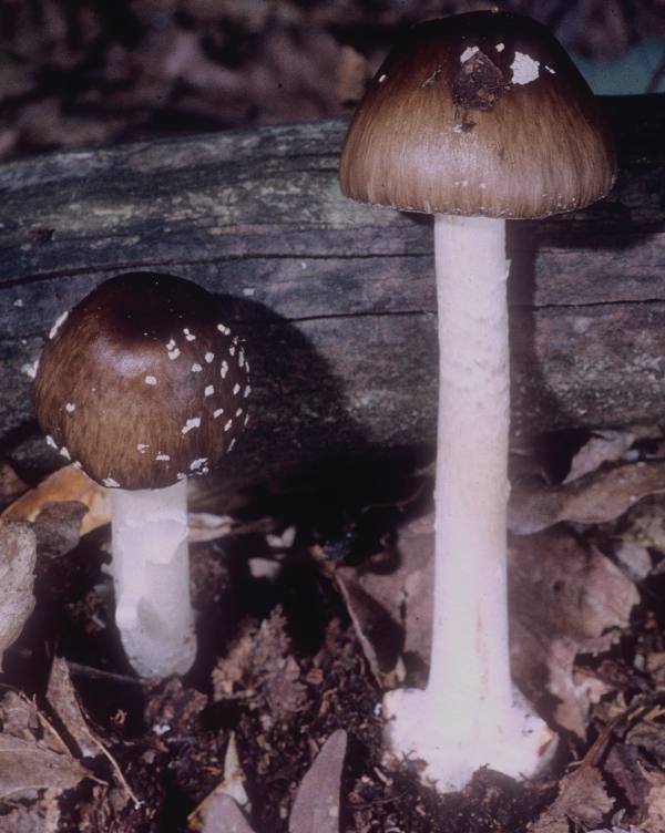 Amanita brunnescens image