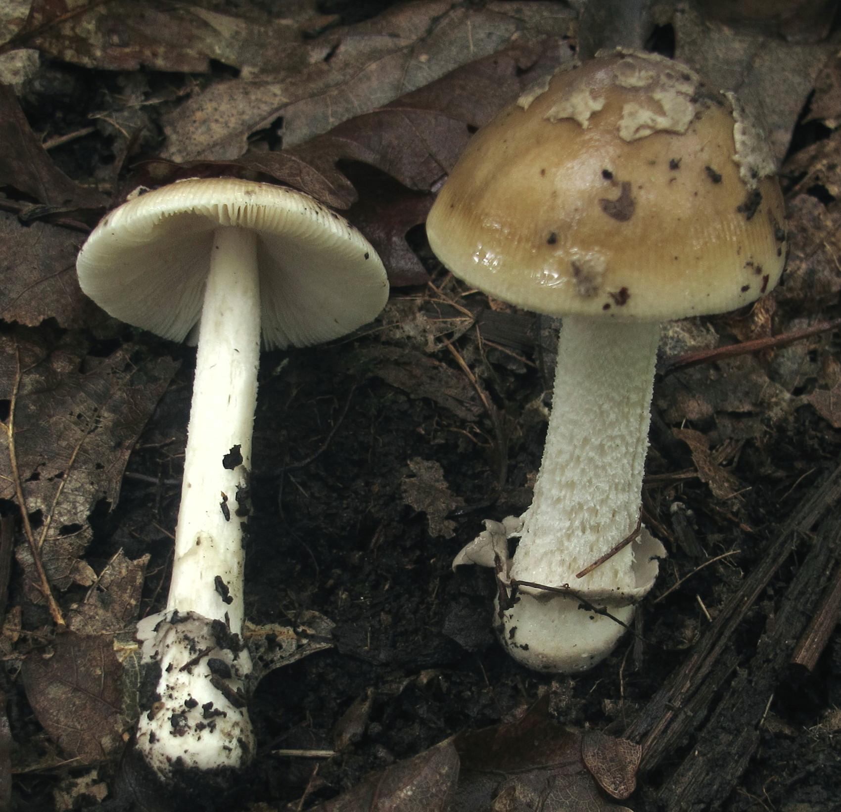 Amanita ceciliae image