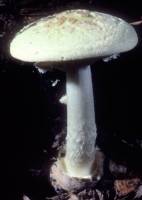 Amanita citrina var. lavendula image