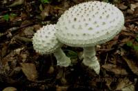 Amanita cokeri image