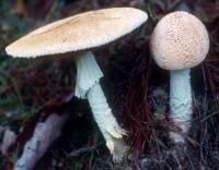 Amanita daucipes image