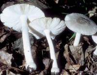 Amanita farinosa image