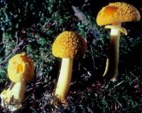 Amanita flavoconia image