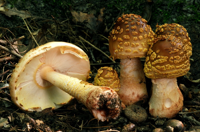 Amanita flavorubens image