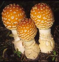 Amanita muscaria image