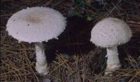 Amanita muscaria var. alba image