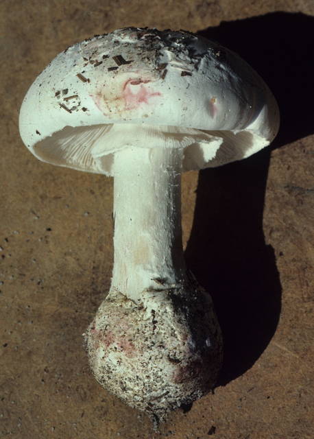 Amanita mutabilis image