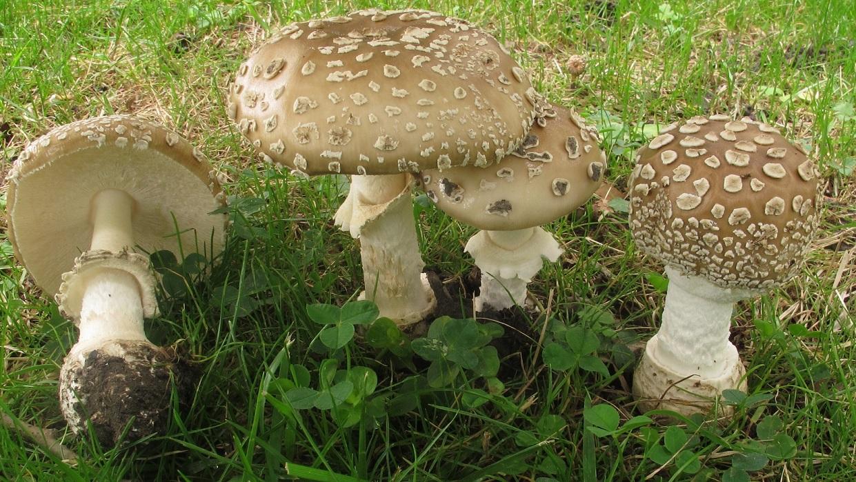 Amanita pantherina image