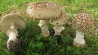 Image of Amanita pantherina