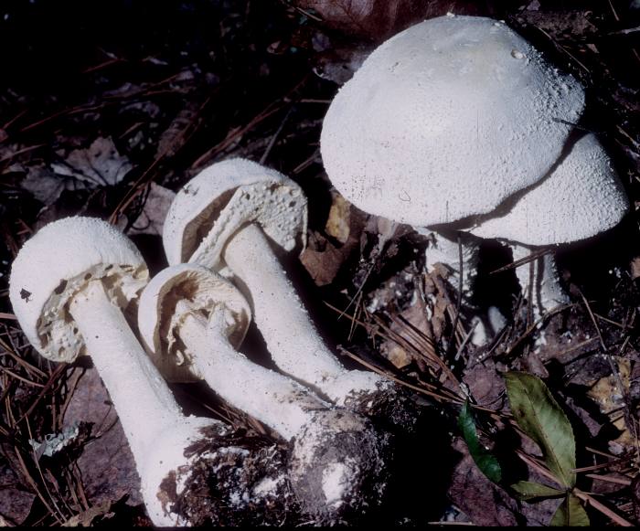 Amanita polypyramis image